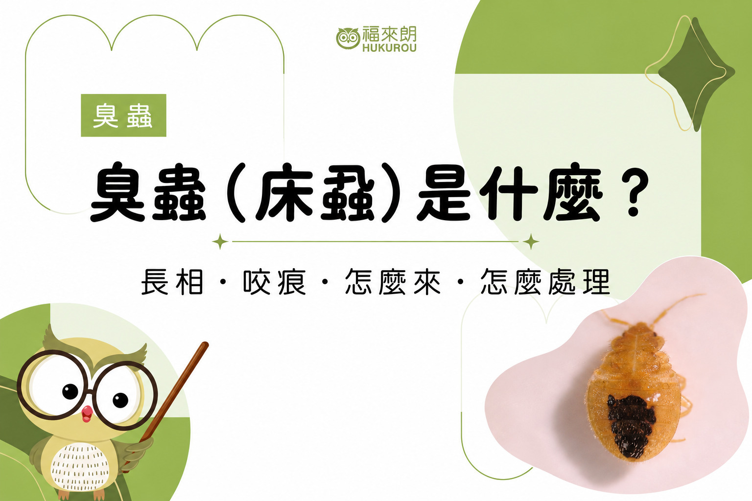 福來朗貓頭鷹與臭蟲(床蝨)若蟲照片