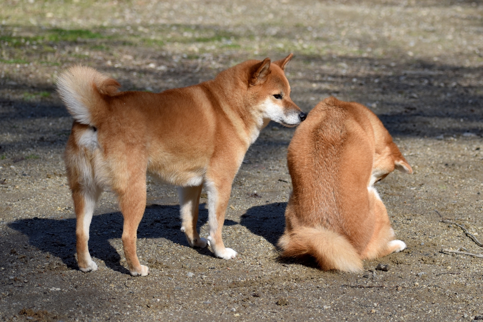 兩隻柴犬互相嗅聞