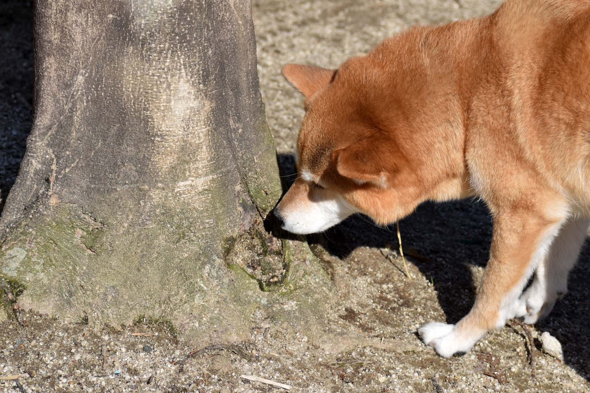柴犬在樹下嗅聞