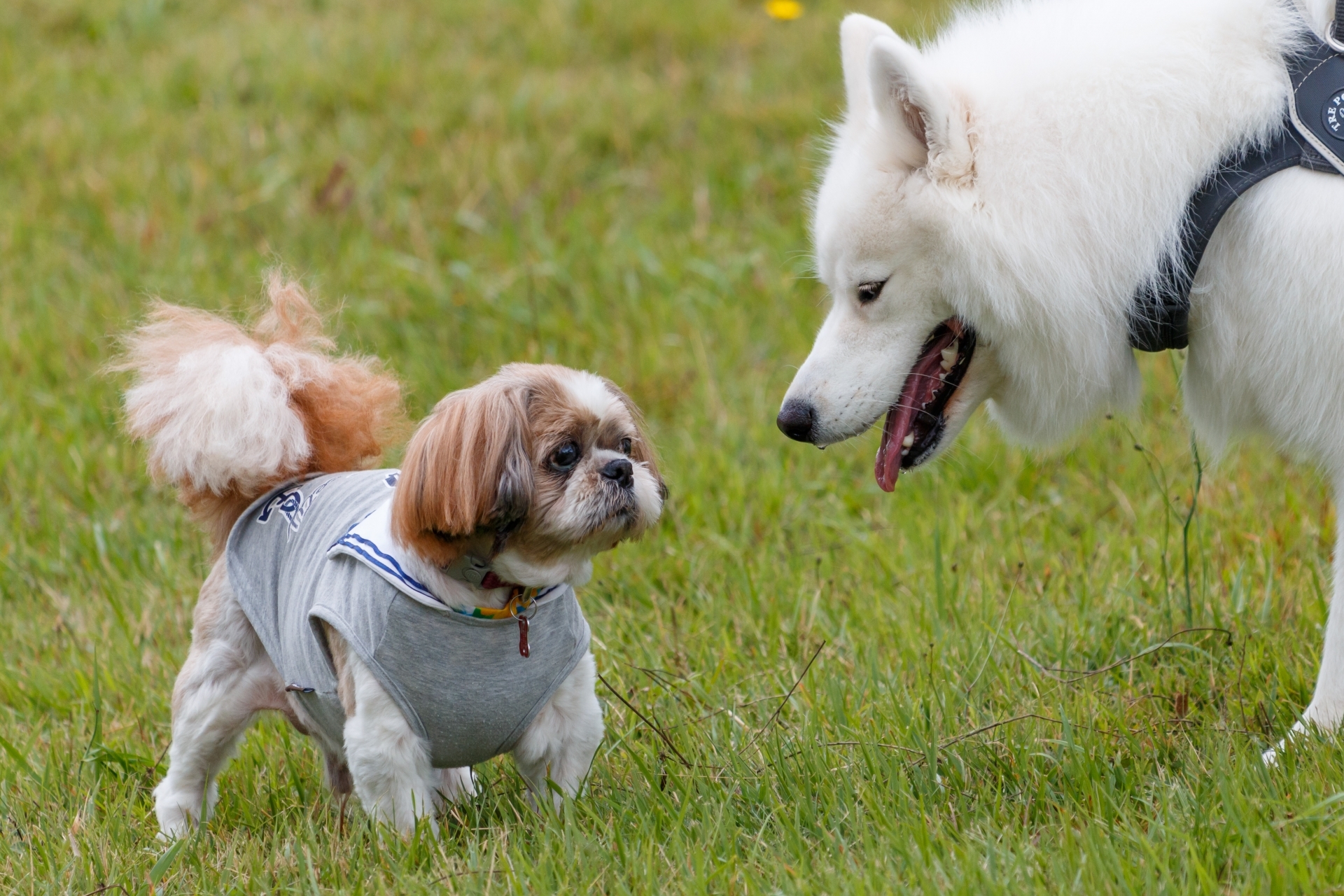 西施犬與薩摩耶在草地上相遇