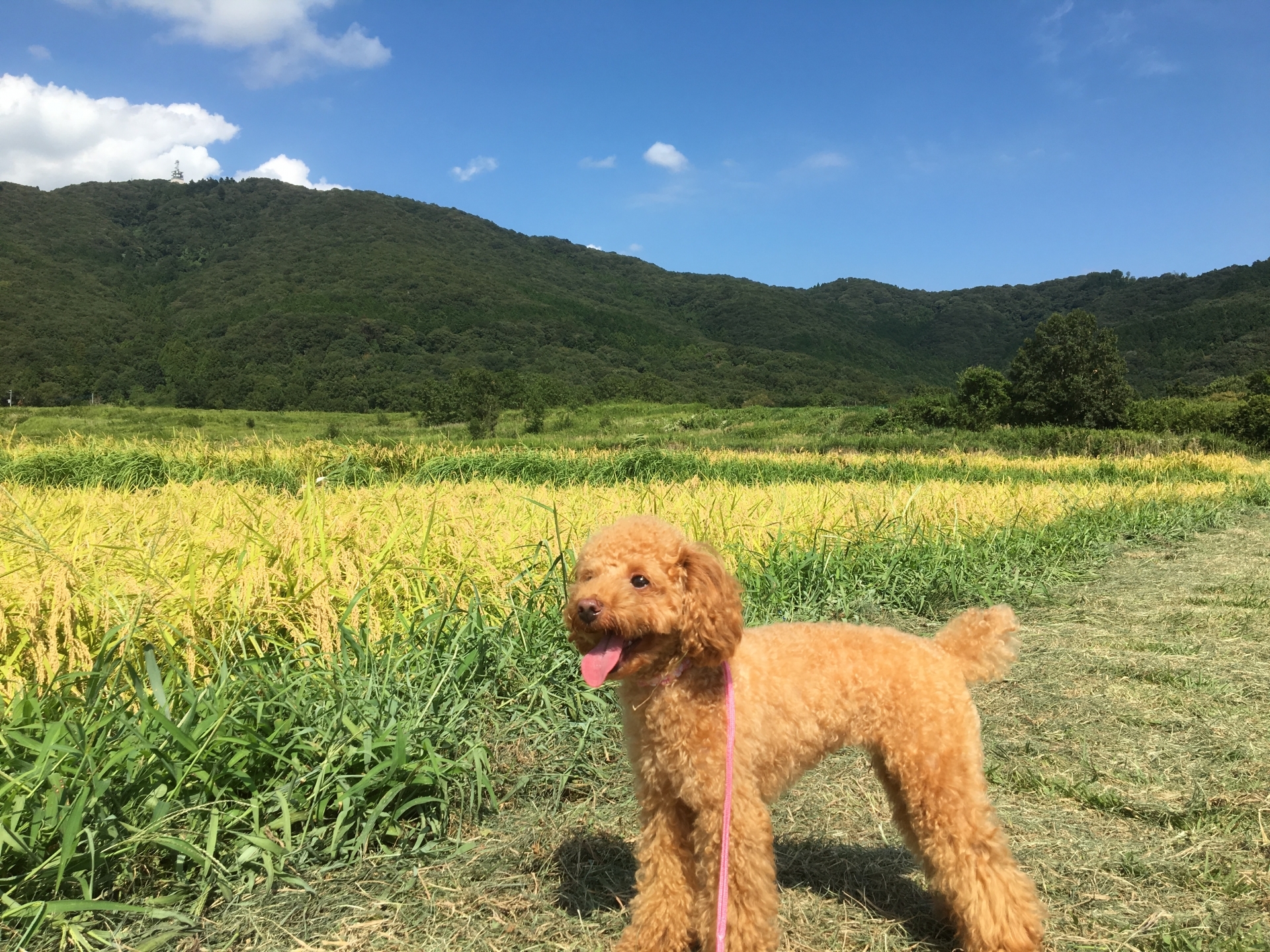 站在田野間的玩具貴賓犬