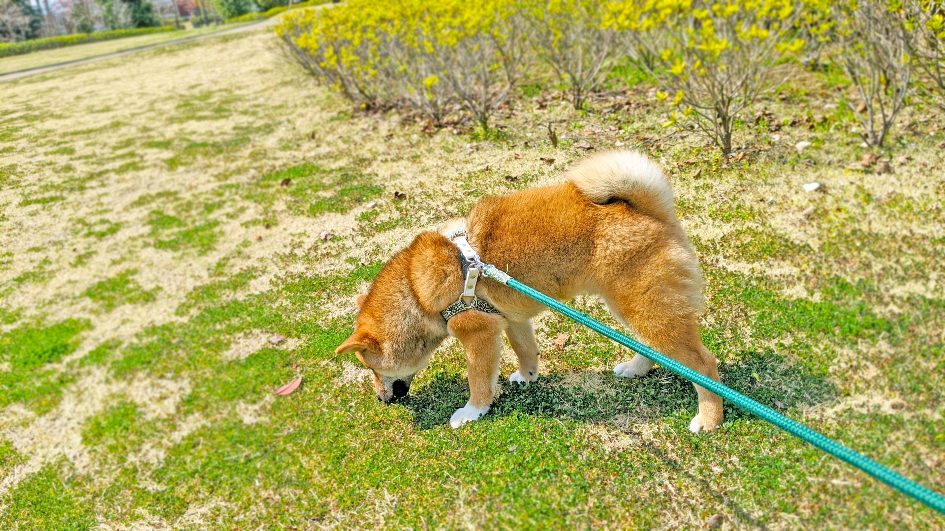 柴犬在草地上嗅聞
