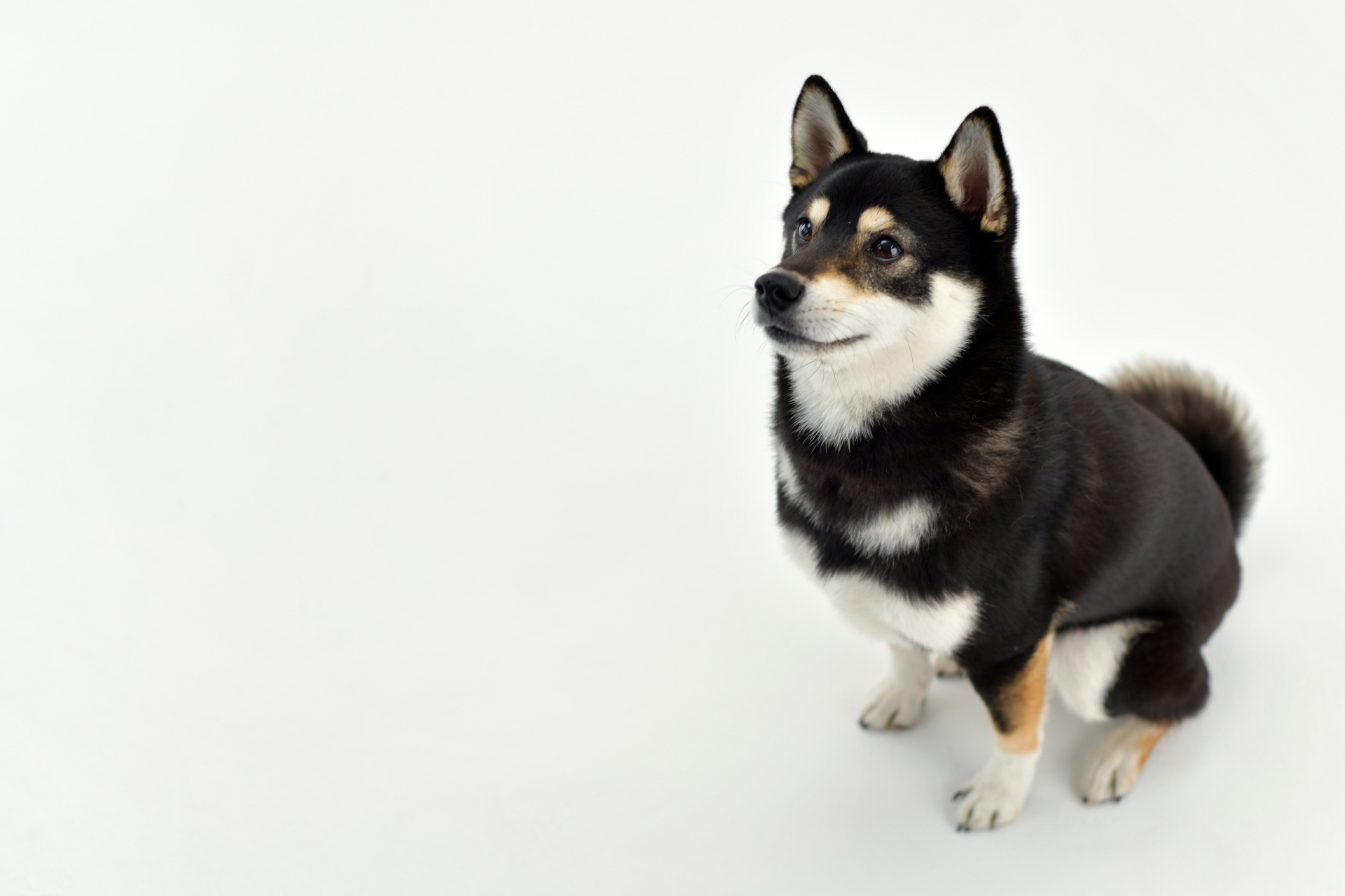 豎起耳朵坐著的柴犬