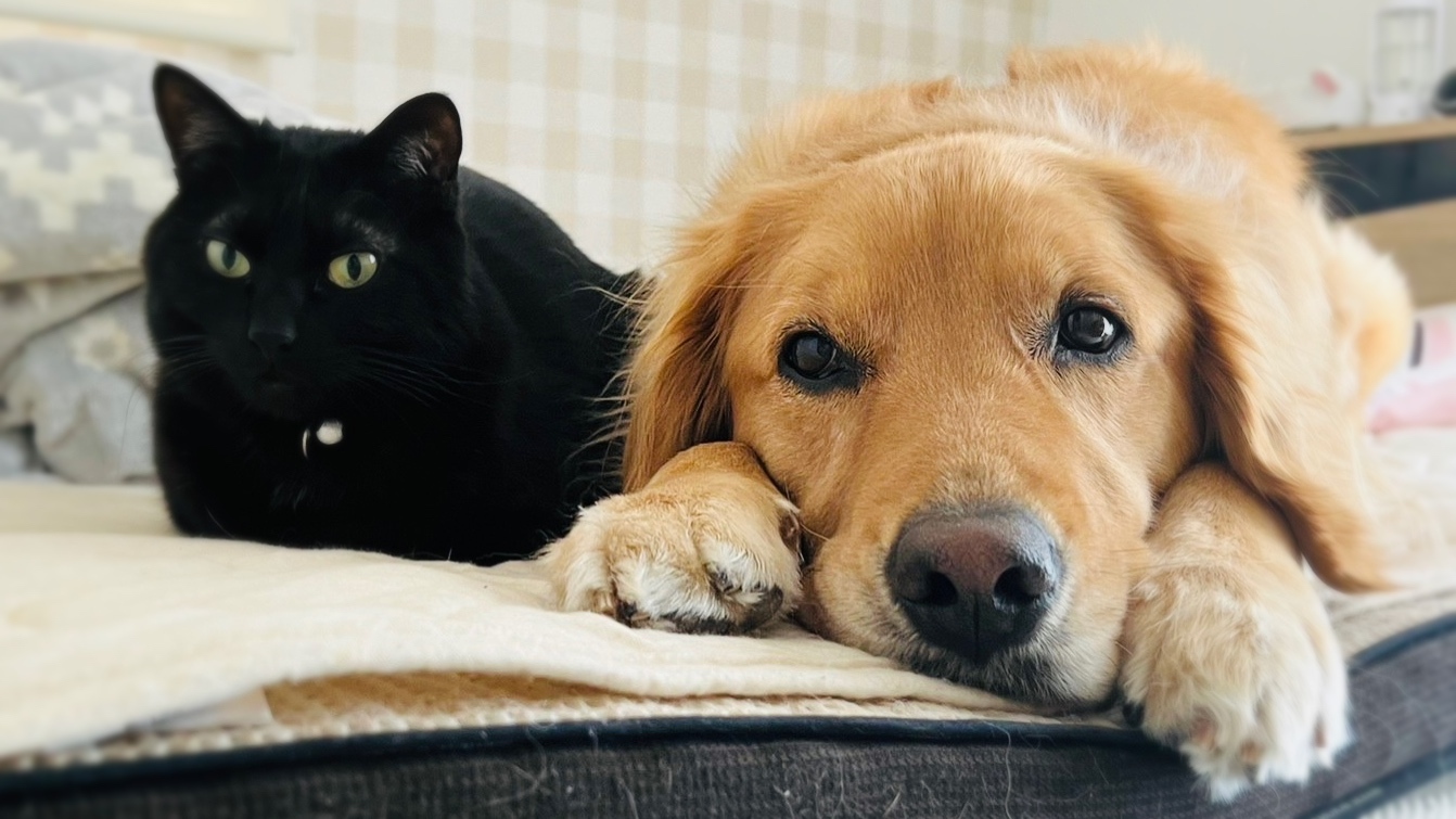 黑貓與黃金獵犬並排休息
