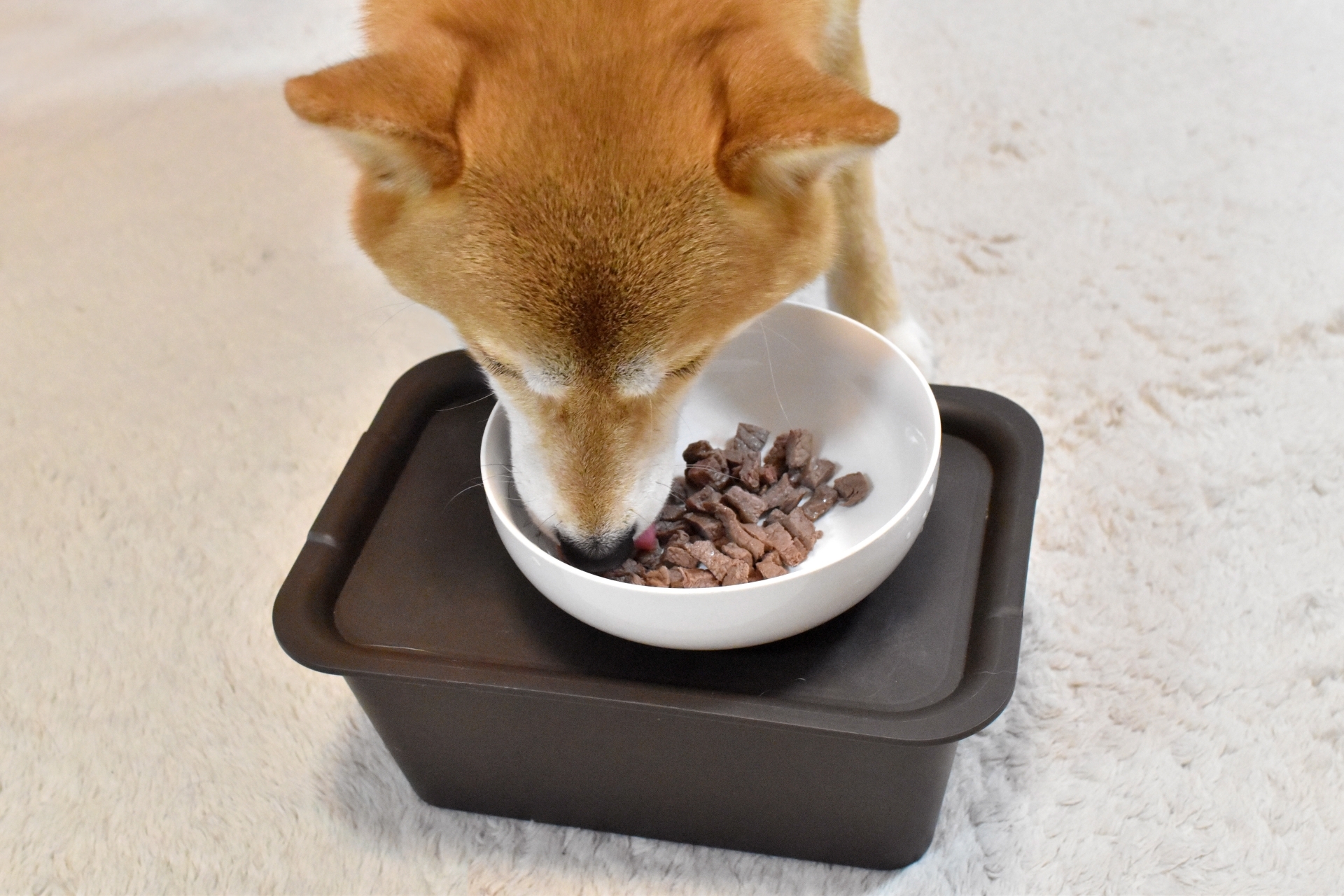 柴犬埋頭吃飯