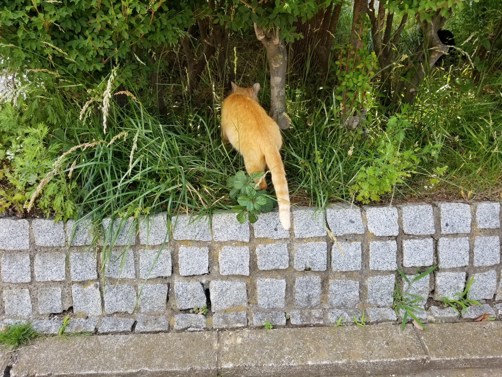 在草叢邊巡視的橘貓