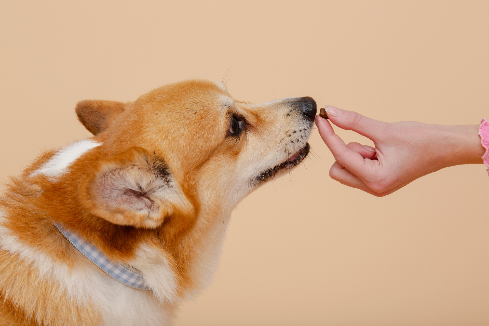柯基嗅聞飼主手上的零食