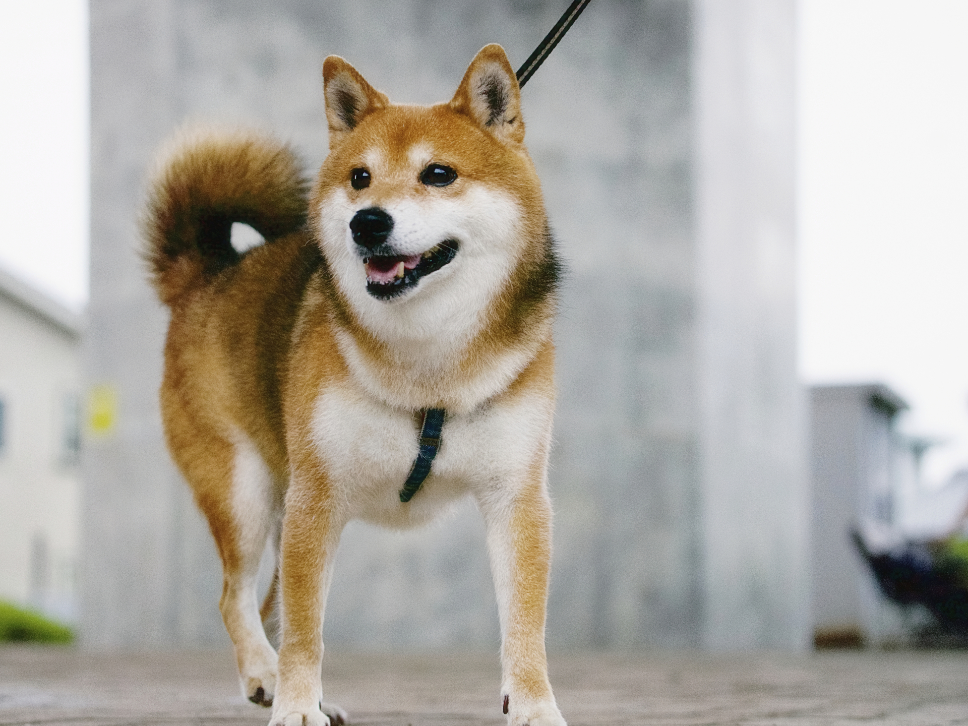 散步中的柴犬