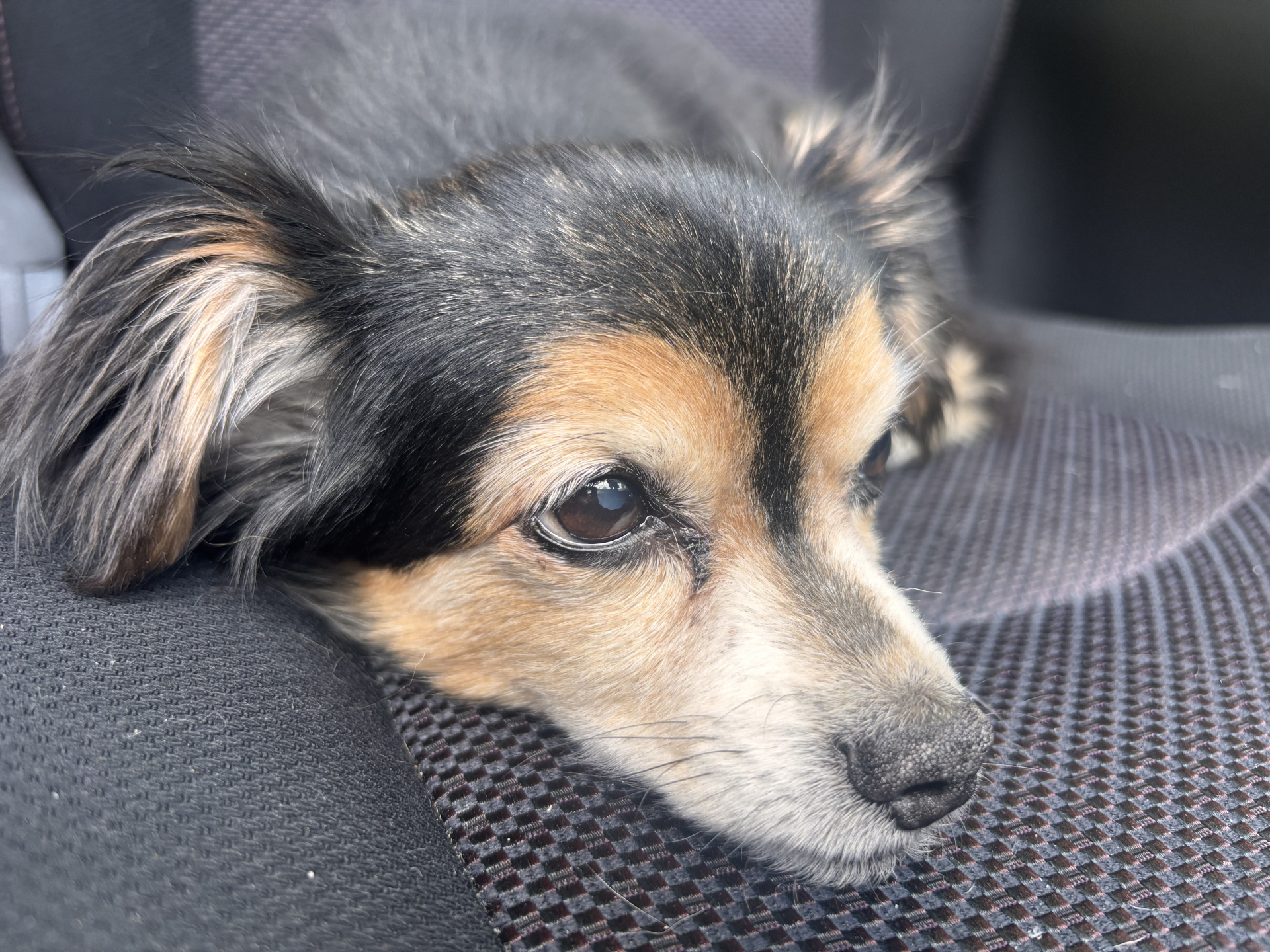 趴著休息的熟齡小型犬