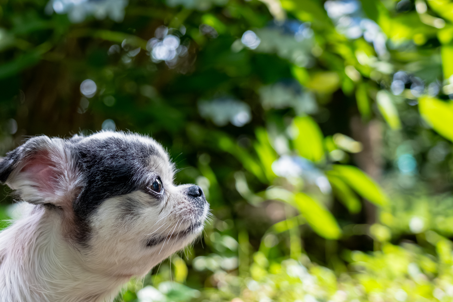 在陽光下抬頭的小型犬