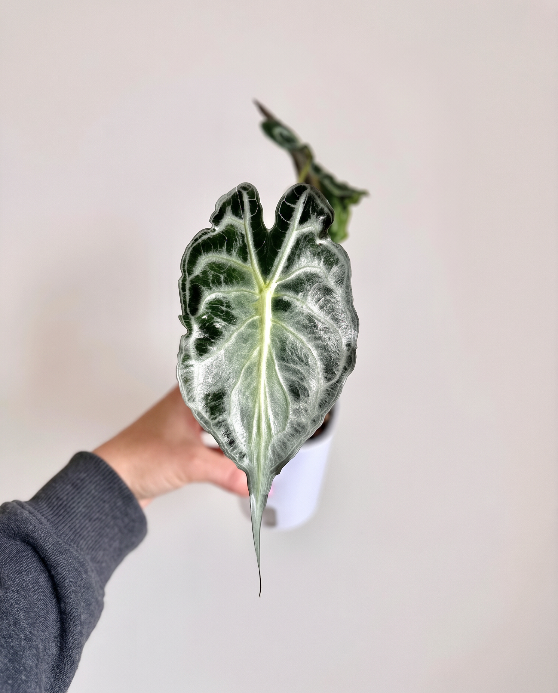 毒液海芋 — 帶有獠牙葉尖的銀綠葉片