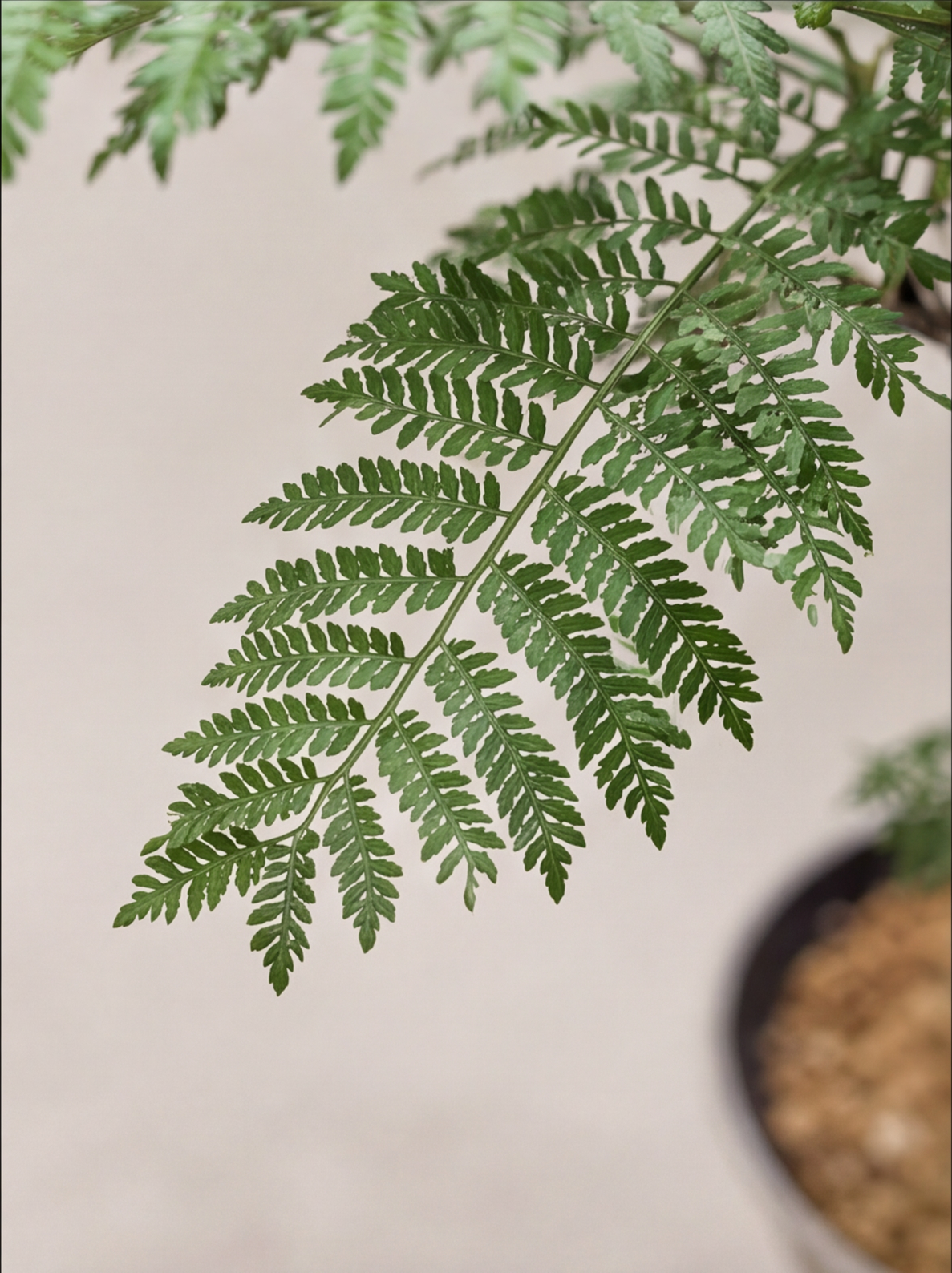 藍花楹 — 紫藍花海下的羽葉樹冠