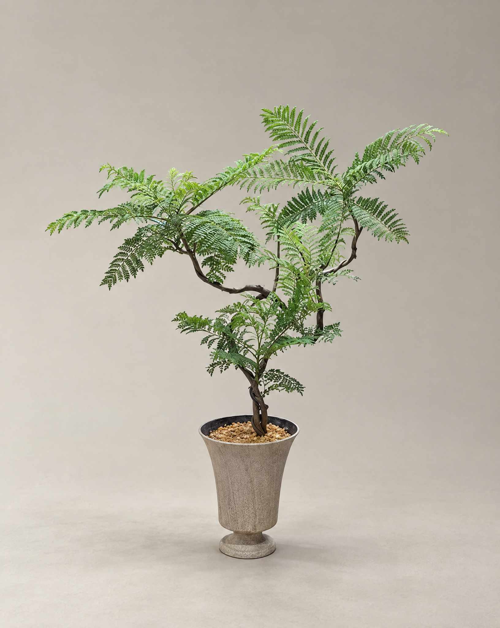 藍花楹 — 紫藍花海下的羽葉樹冠