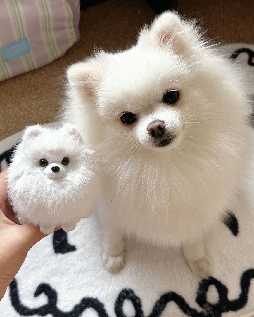 原創 仿真 蓬鬆 圓滾滾 博美犬 毛絨 吊飾 六款