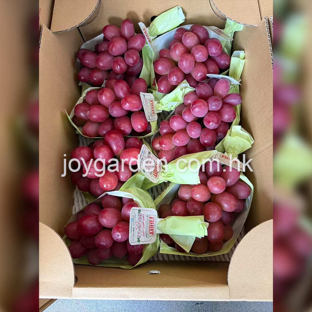 Nagano Prefecture Queen Rouge Red Grapes - Original Box