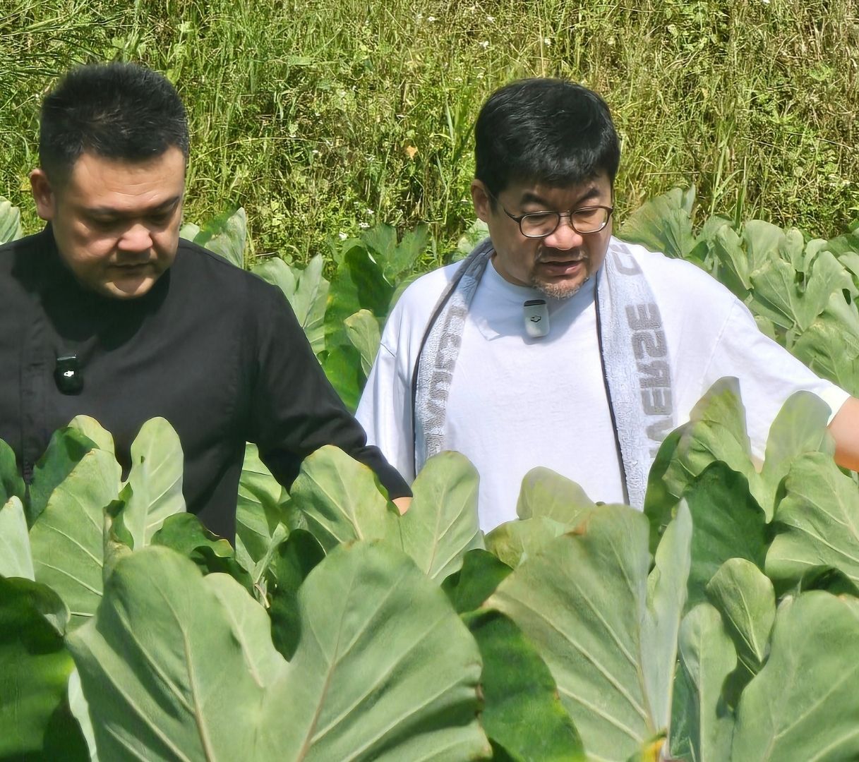 陳勇孝主廚親自走訪高雄甲仙芋頭田嚴選食材