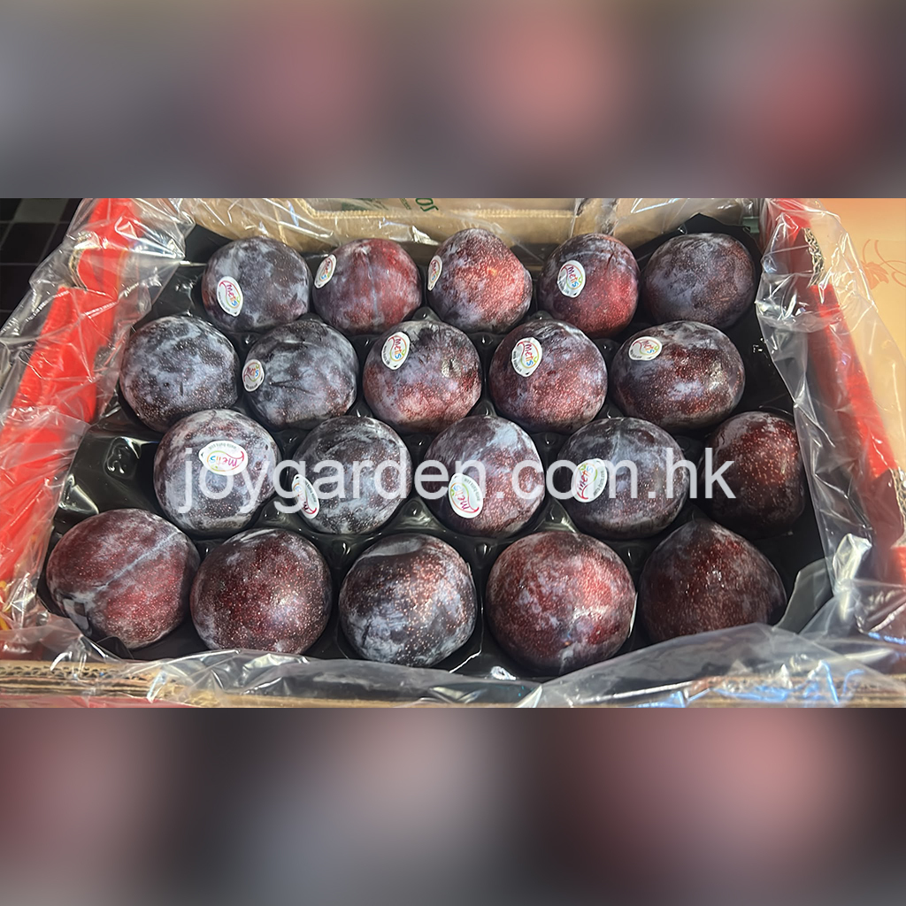 Spanish plum 20pcs
