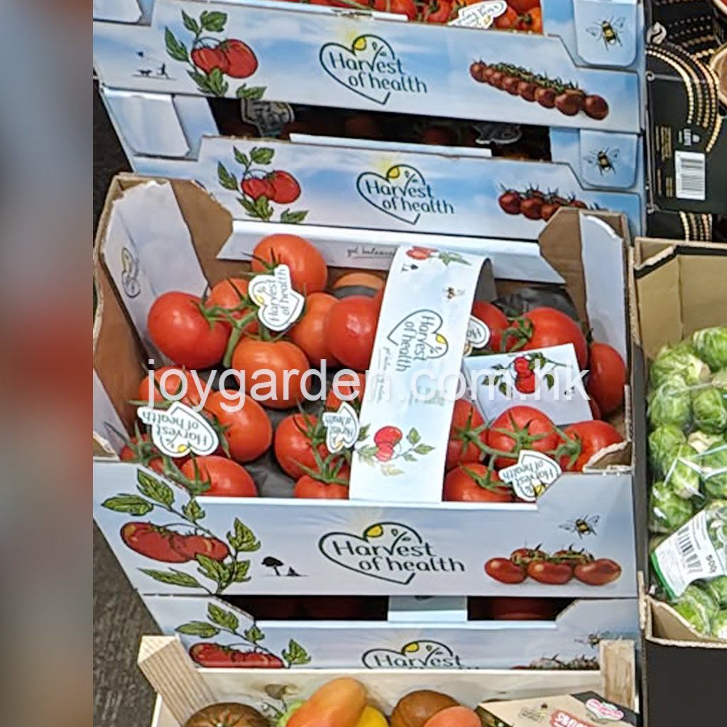 Dutch Tomato 5kg  (Harvest )