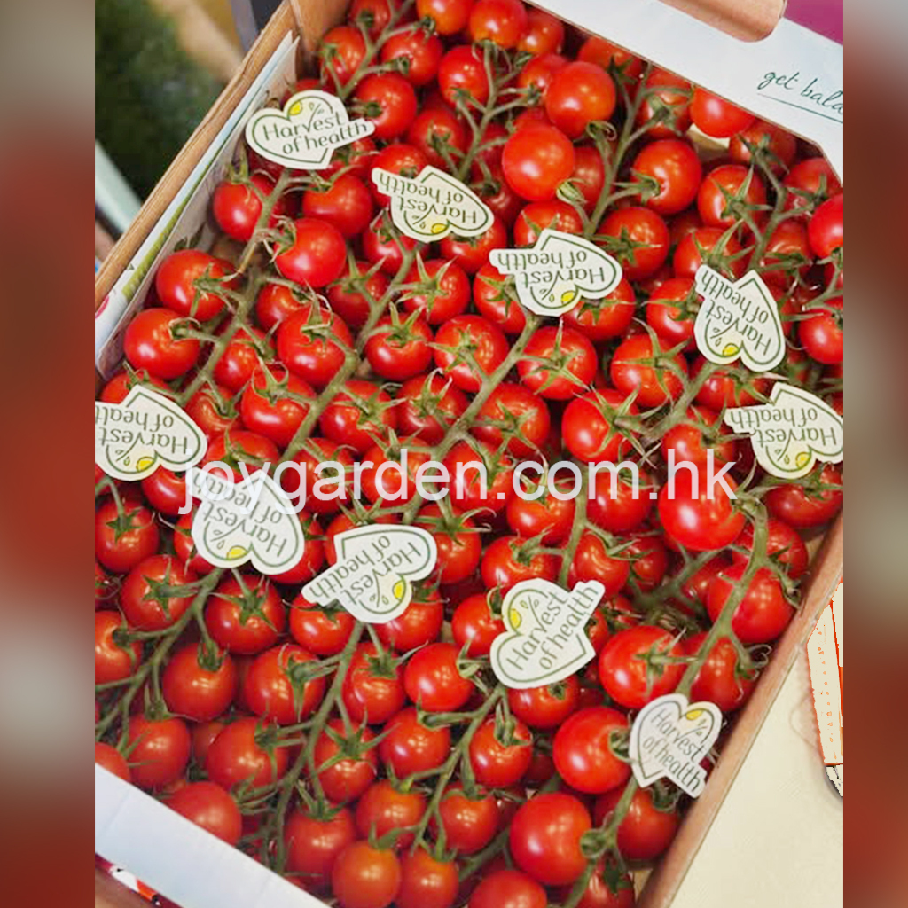 Dutch tomatoes 3kg (Harvest)
