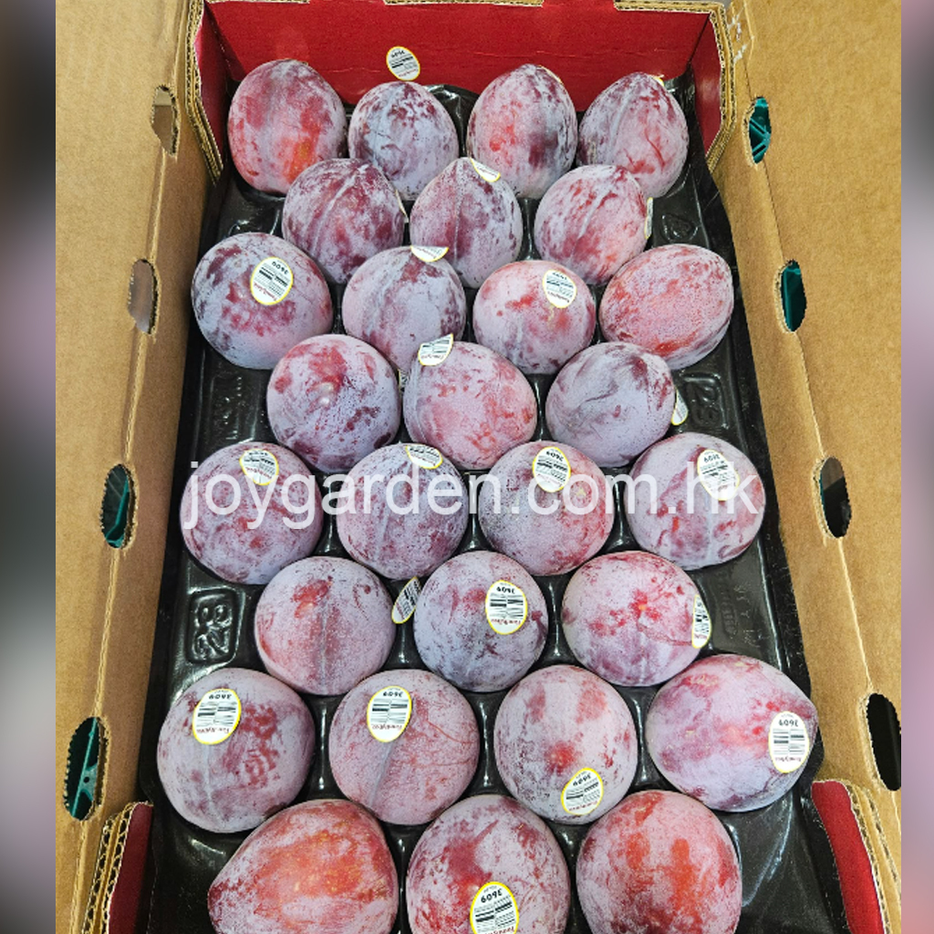 American plum(FamilyTree) 28pcs