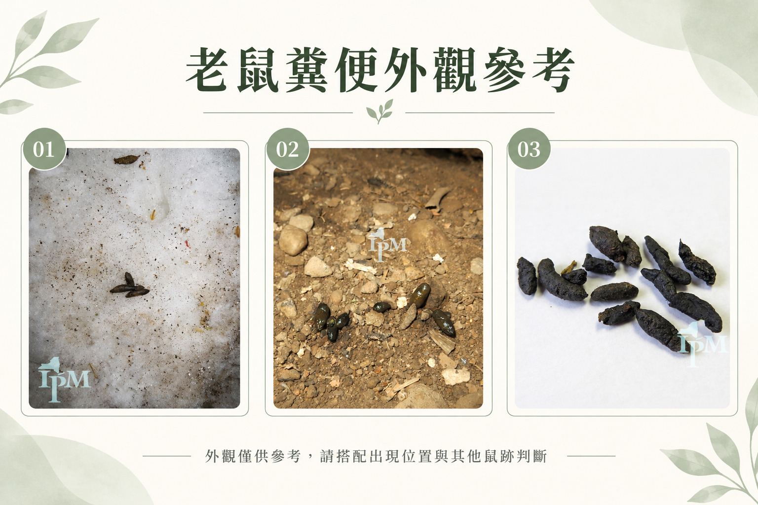 不同表面上的老鼠糞便外觀參考
