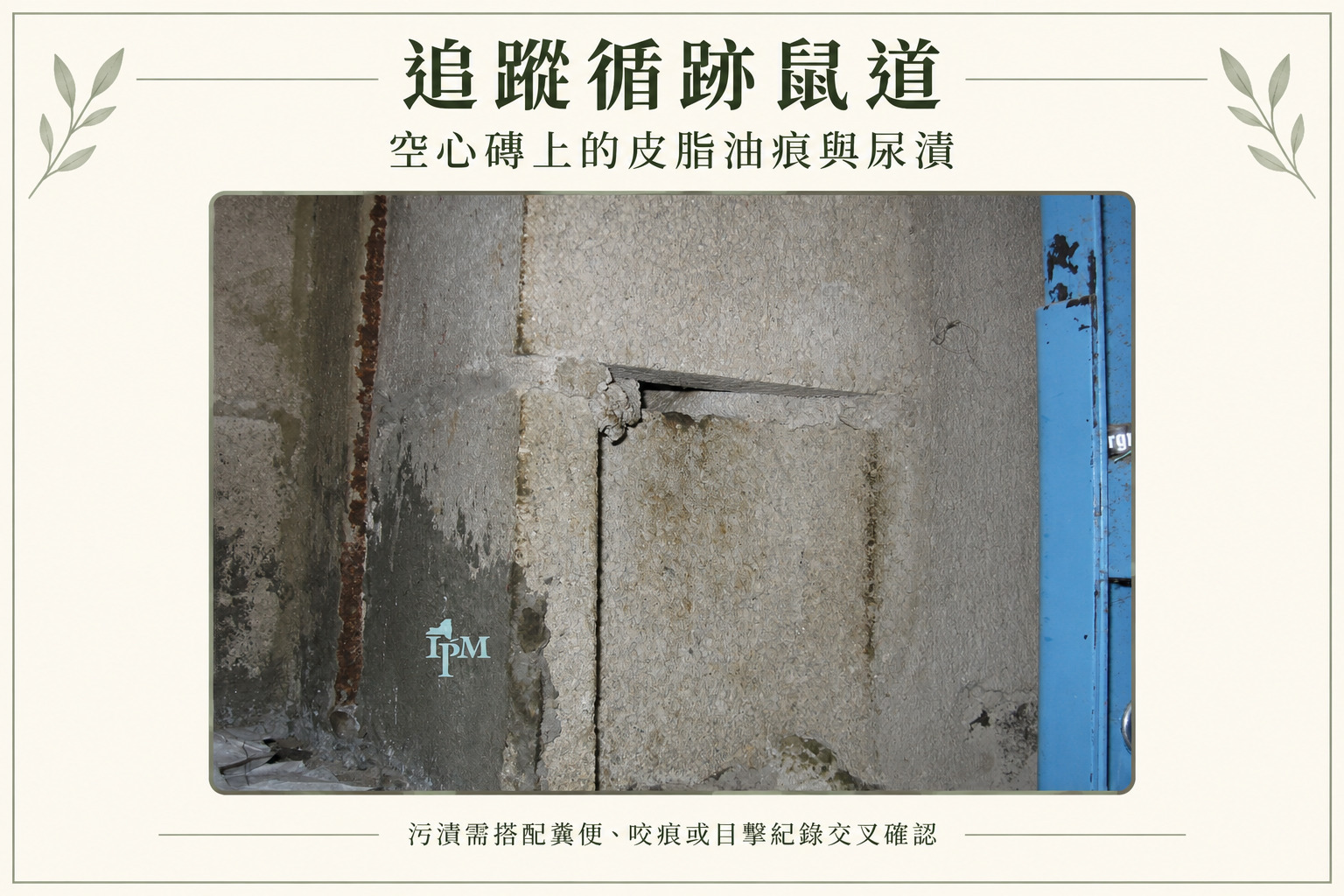 空心磚上的老鼠皮脂摩擦油痕與尿漬