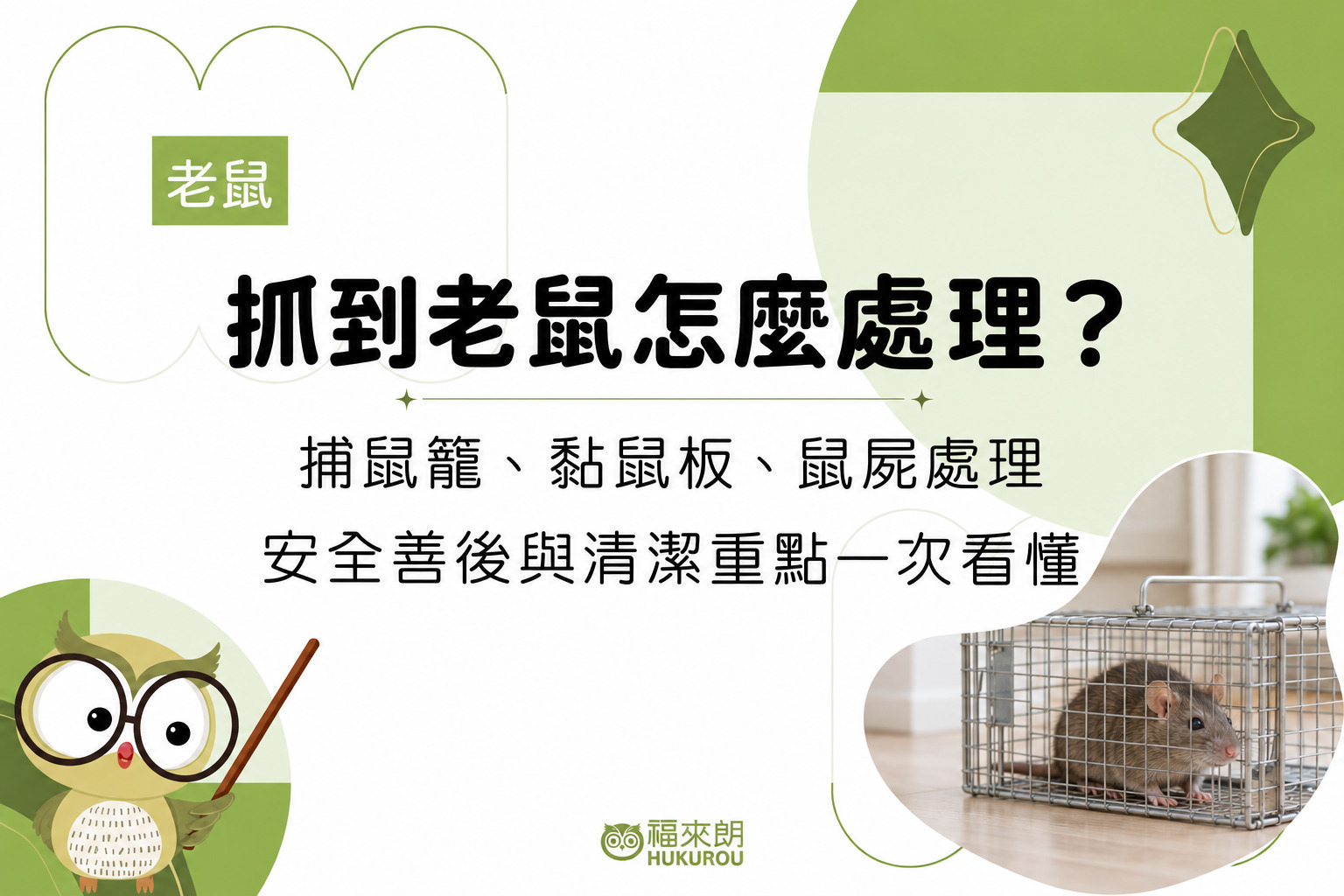 說明抓到老鼠怎麼處理與捕鼠籠抓到活老鼠的人道處置步驟