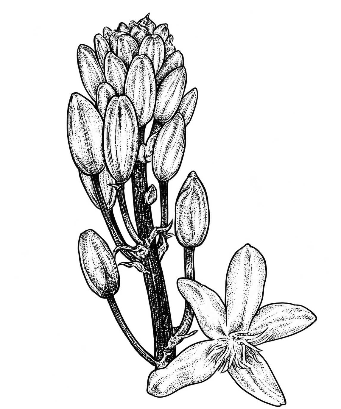 賦活緊緻膠原精華素材插畫