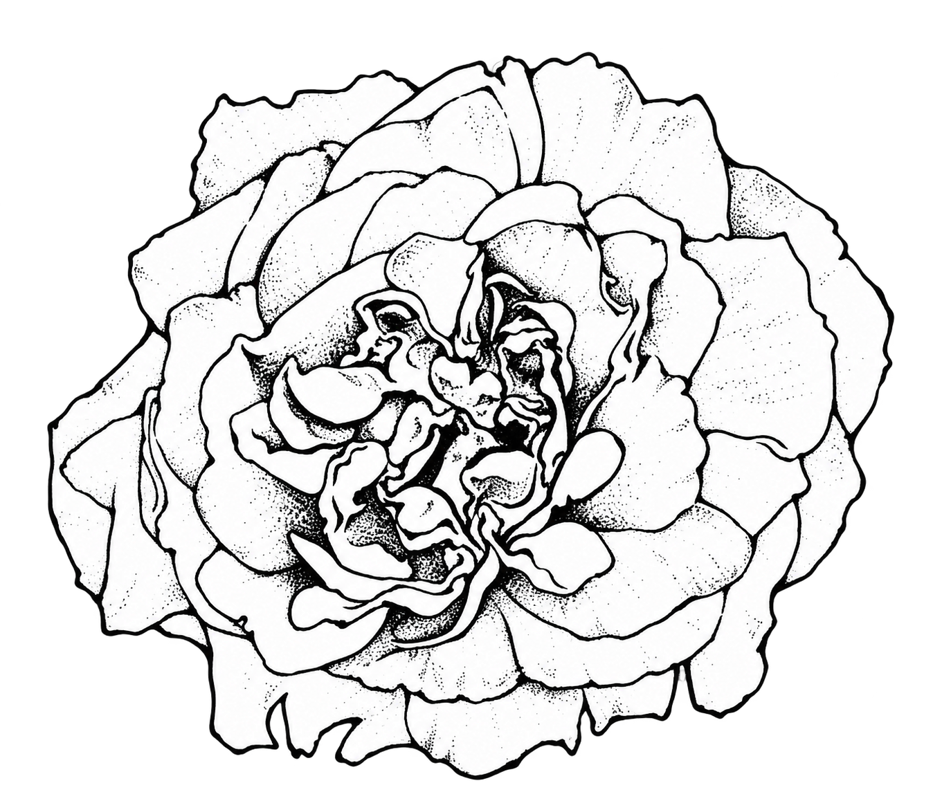 大馬士革玫瑰賦活純菁素材插畫