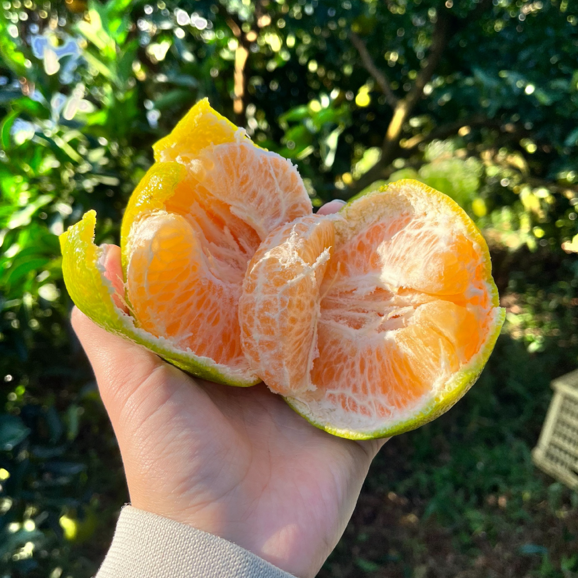 【南寮農夫｜莉莉皆辛苦】產地直送・手感鮮採椪柑禮盒