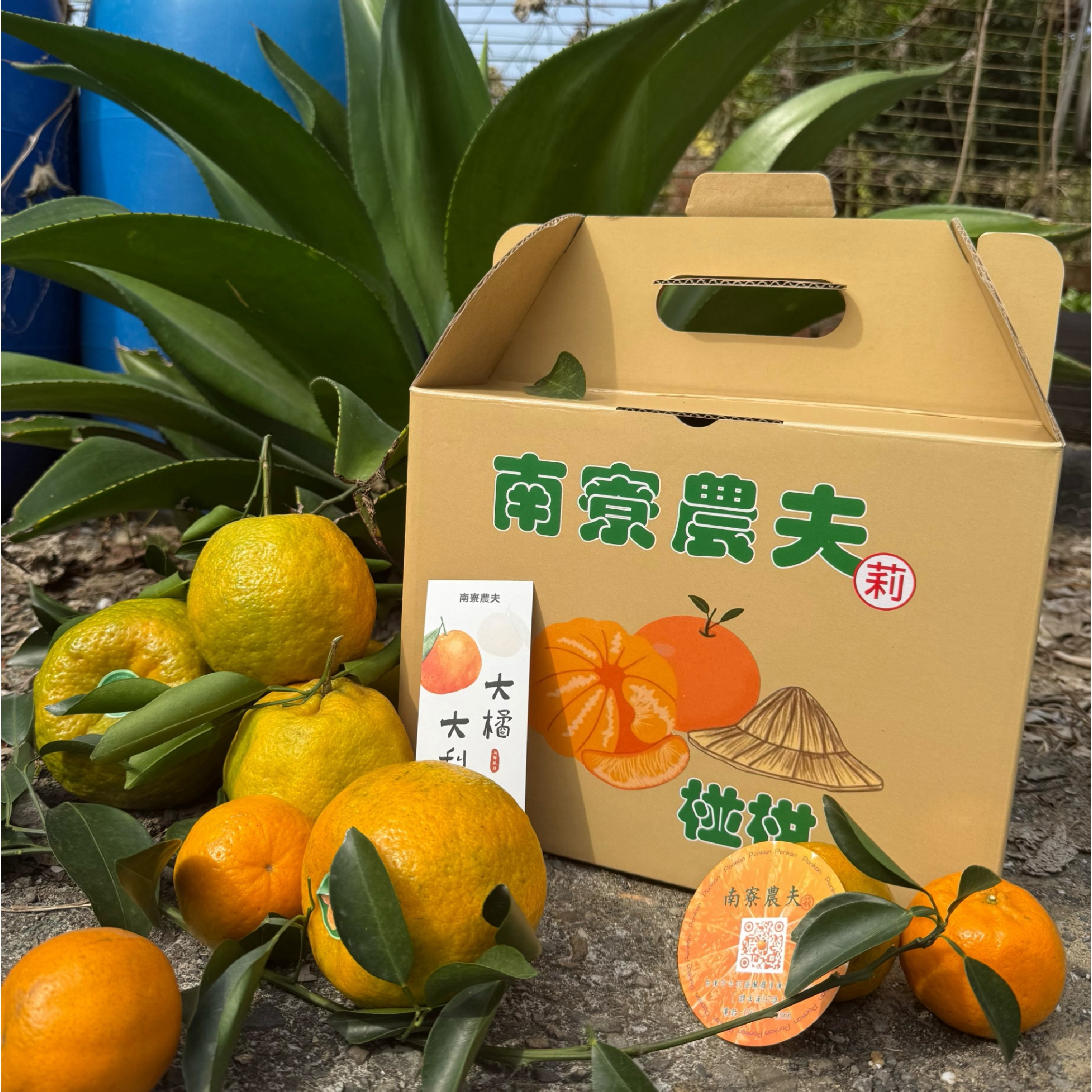 【南寮農夫｜莉莉皆辛苦】產地直送・手感鮮採椪柑禮盒