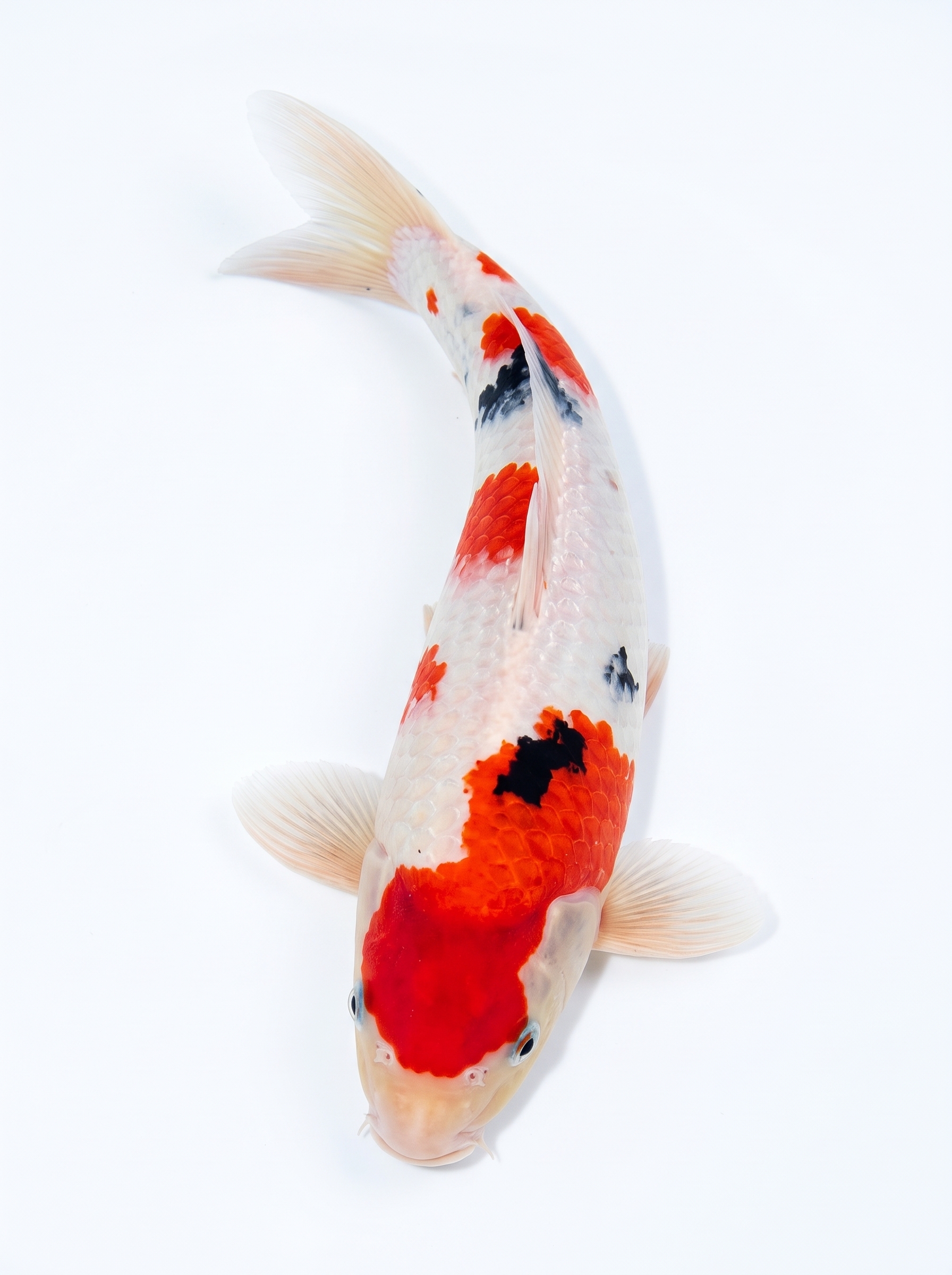 大正