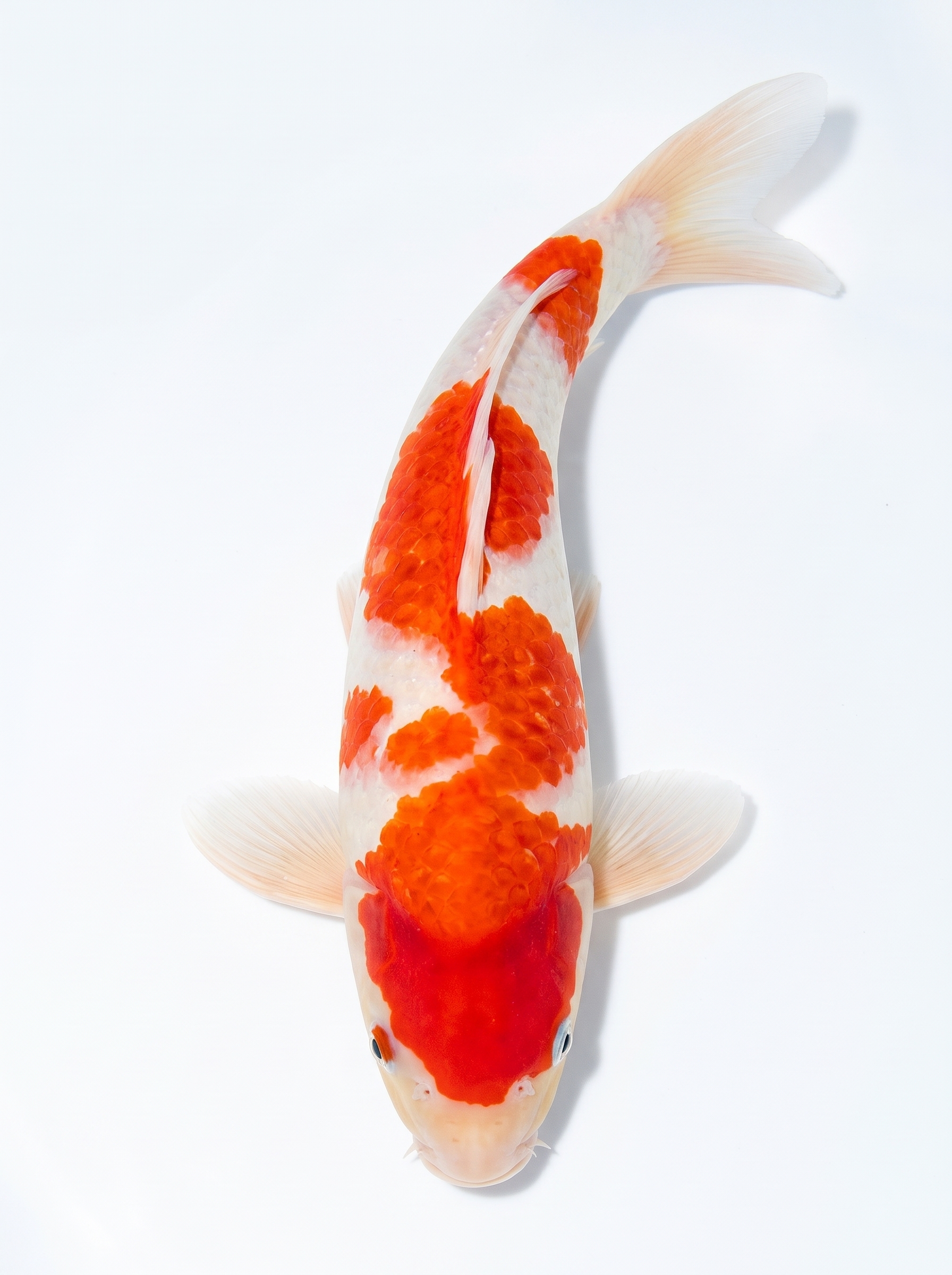 紅白