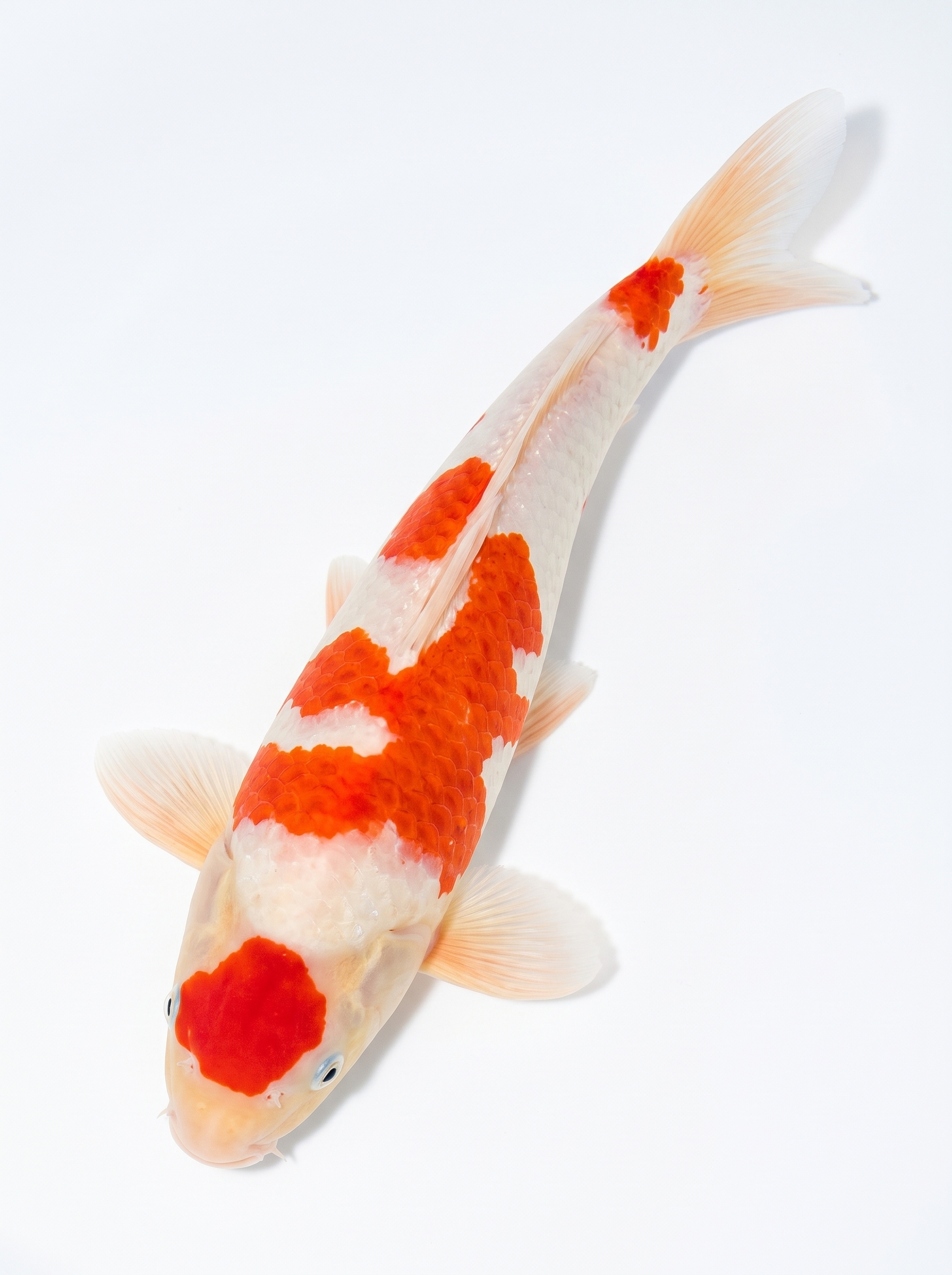 紅白