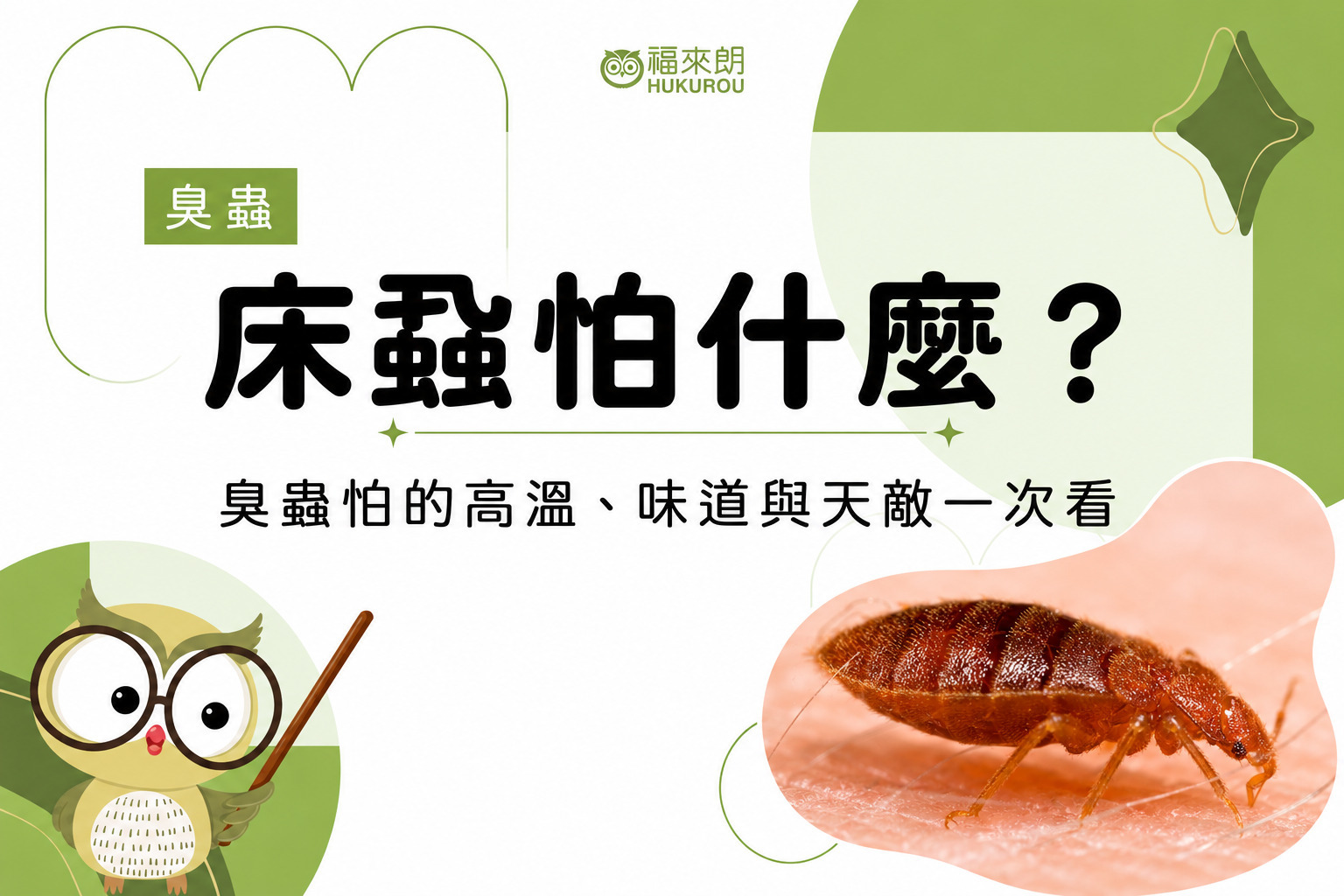 床蝨怕什麼?臭蟲怕的高溫、味道與天敵一次看封面圖