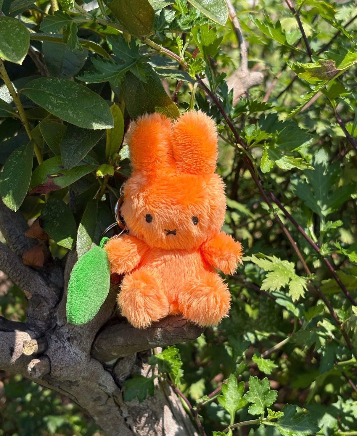 <米菲統治天下🐰> 濟州島限定 新品橘子米菲🍊