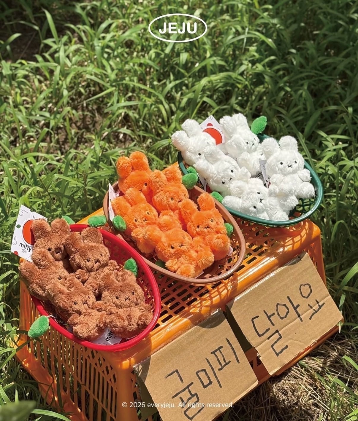 <米菲統治天下🐰> 濟州島限定 新品橘子米菲🍊