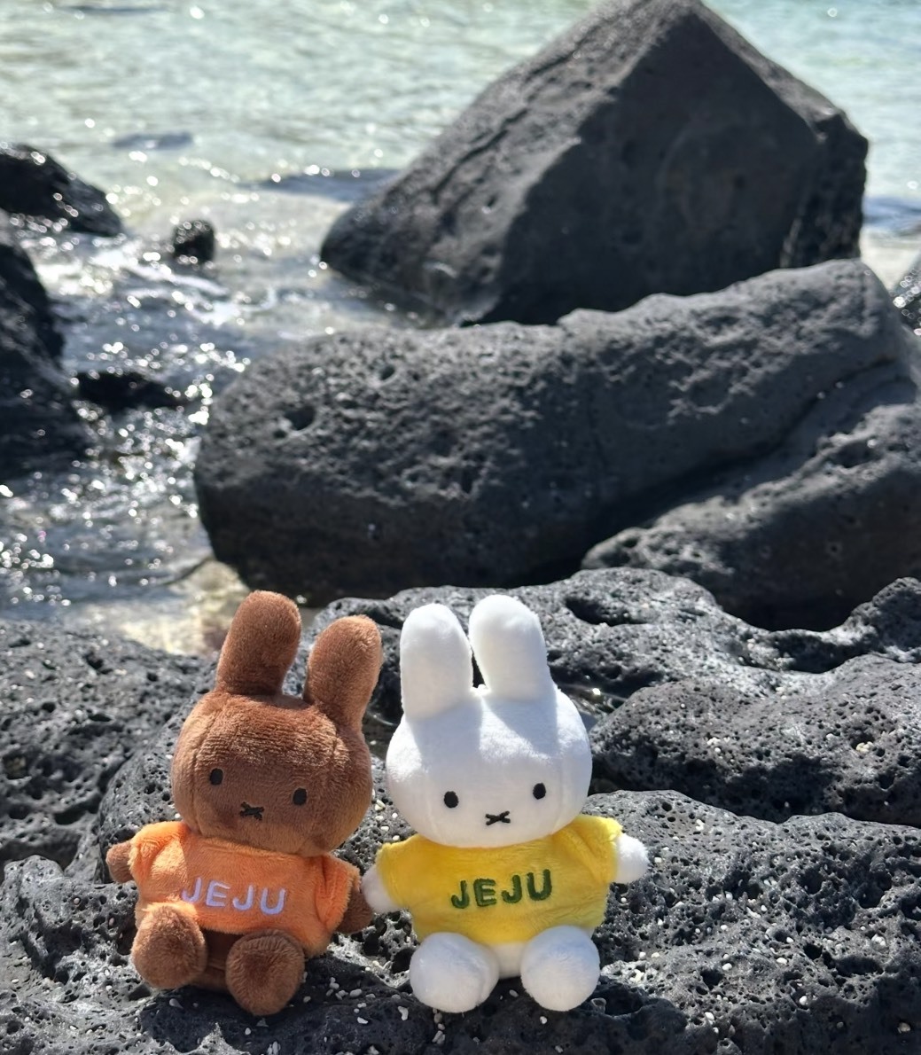 <米菲統治天下🐰> 濟州島限定米菲