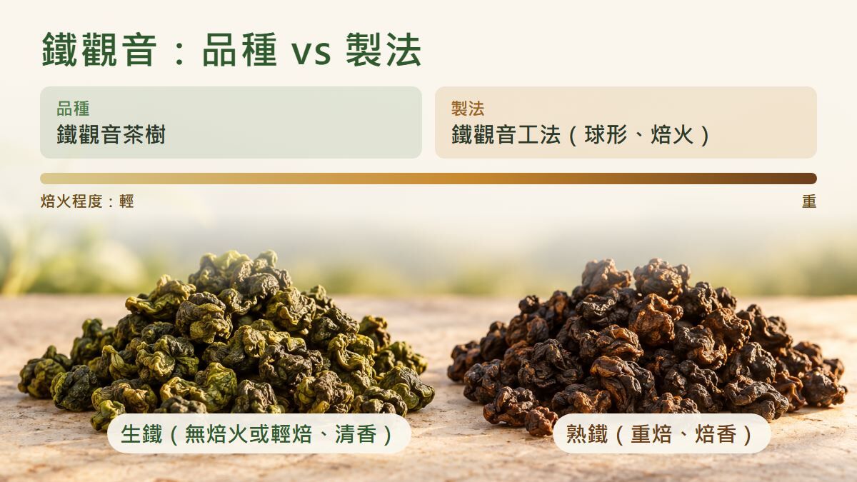 鐵觀音分品種與製法:品種指鐵觀音茶樹,製法指球形、焙火的鐵觀音工法。焙火由輕到重,左邊偏綠的是生鐵(無焙火或輕焙、清香),右邊深褐的是熟鐵(重焙、焙香)。