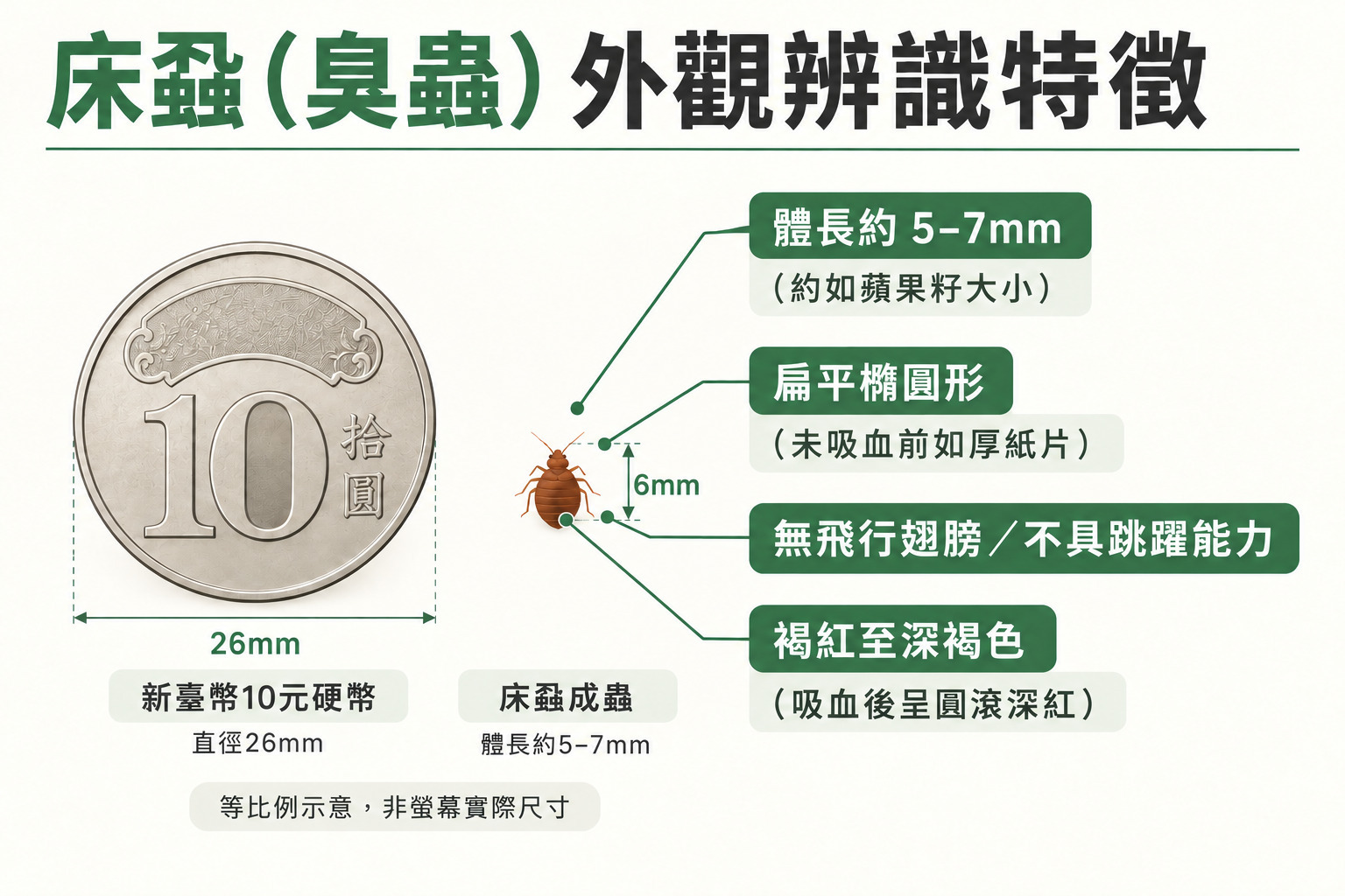 床蝨與臭蟲成蟲外觀特徵,體型扁平如蘋果籽且無可用於飛行的翅膀