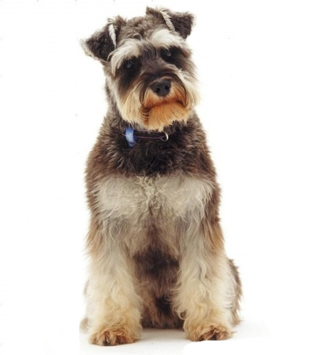 Schnauzer